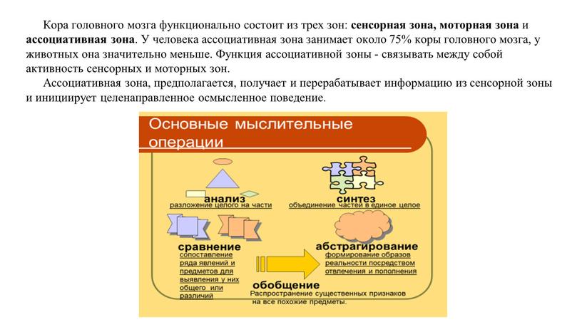 Кора головного мозга функционально состоит из трех зон: сенсорная зона, моторная зона и ассоциативная зона