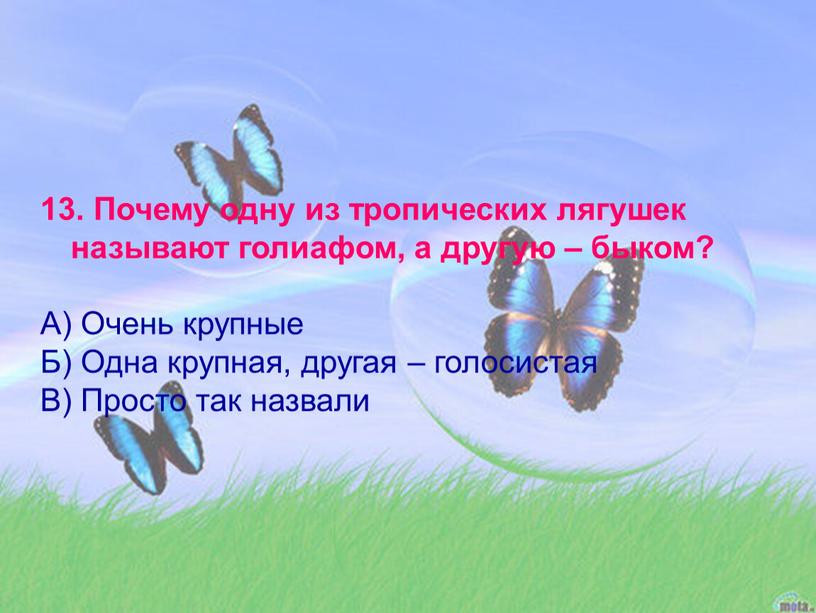 Почему одну из тропических лягушек называют голиафом, а другую – быком?