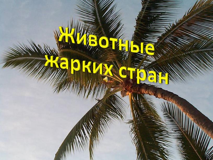 Животные жарких стран