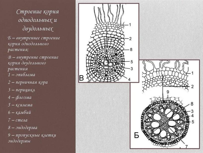 Сравнительная анатомия однолетних растении