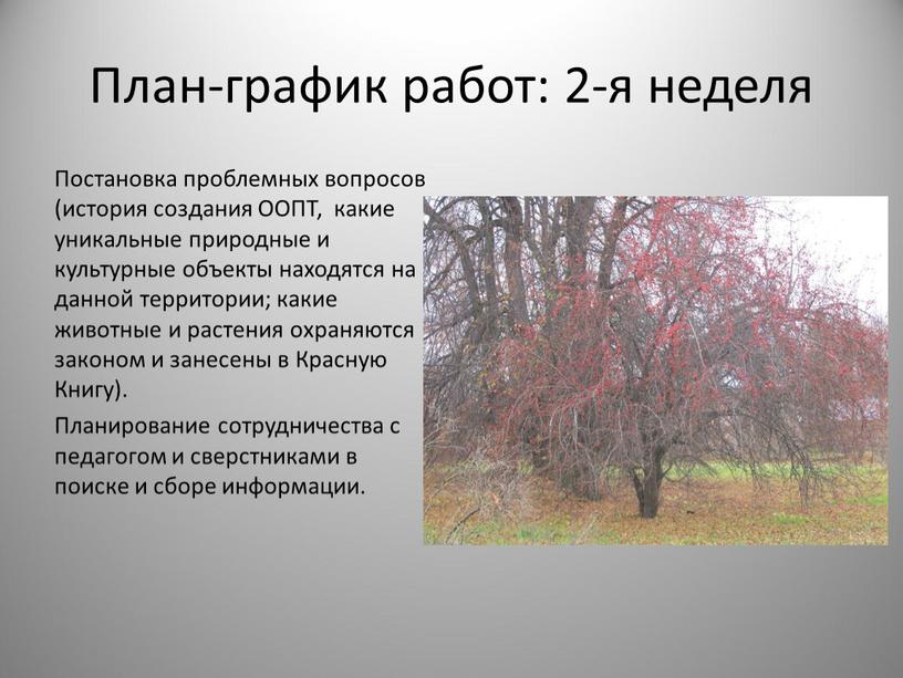 План-график работ: 2-я неделя Постановка проблемных вопросов (история создания