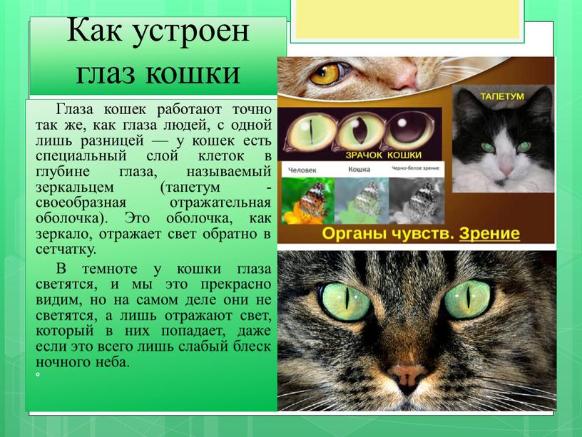 Как устроен глаз кошки Глаза кошек работают точно так же, как глаза людей, с одной лишь разницей — у кошек есть специальный слой клеток в…