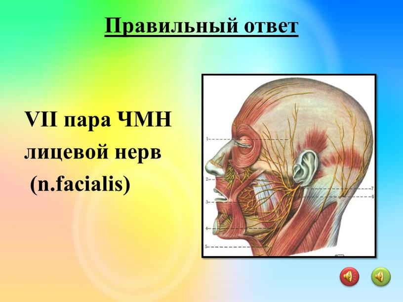 VII пара ЧМН лицевой нерв (n