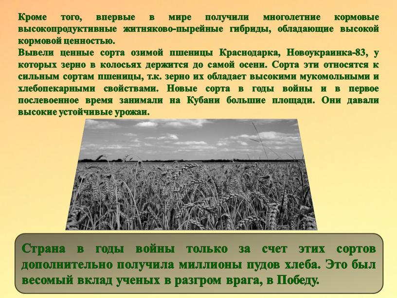 Кроме того, впервые в мире получили многолетние кормовые высокопродуктивные житняково-пырейные гибриды, обладающие высокой кормовой ценностью