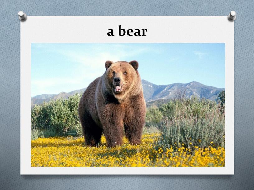 a bear