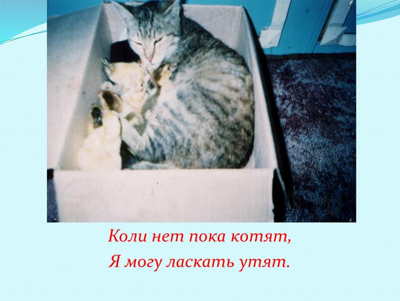 Коли нет пока котят, Я могу ласкать утят