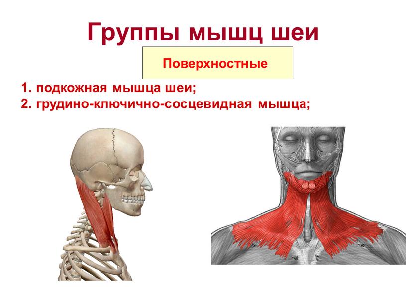 Группы мышц шеи Поверхностные 1