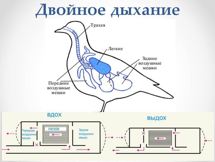 Двойное дыхание