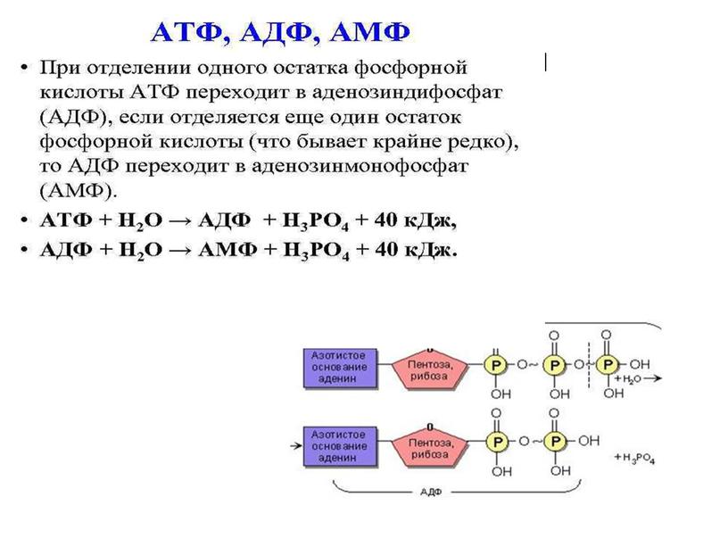 АТФ-аденозинтрифосфорная кислота
