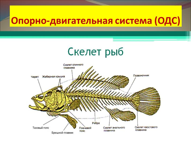 Опорно-двигательная система (ОДС)