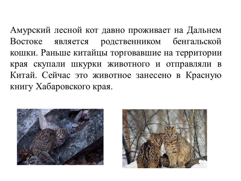 Амурский лесной кот давно проживает на