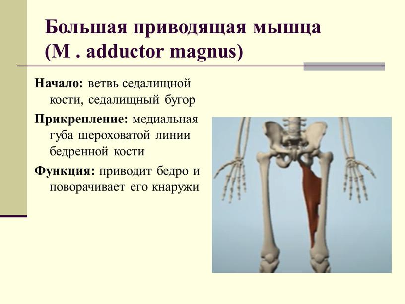 Большая приводящая мышца (M . adductor magnus)