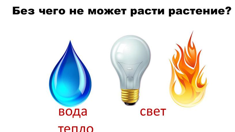 Без чего не может расти растение? вода свет тепло