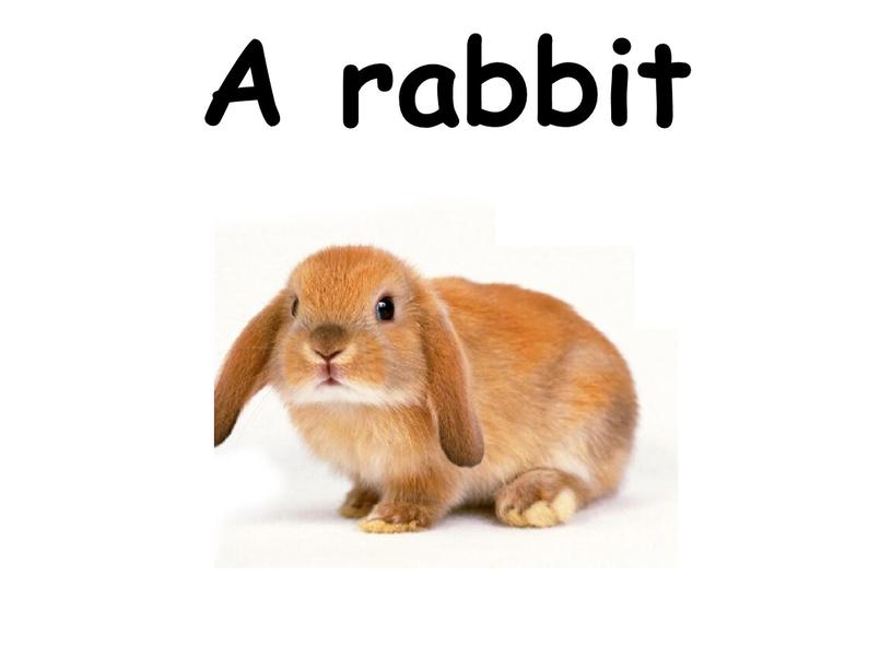 A rabbit