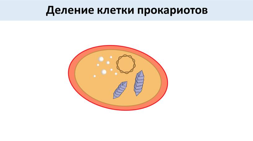 Деление клетки прокариотов