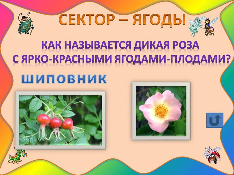 СЕКТОР – ЯГОДЫ Как называется дикая роза с ярко-красными ягодами-плодами? шиповник
