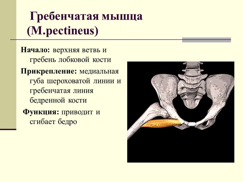 Гребенчатая мышца (M.pectineus)