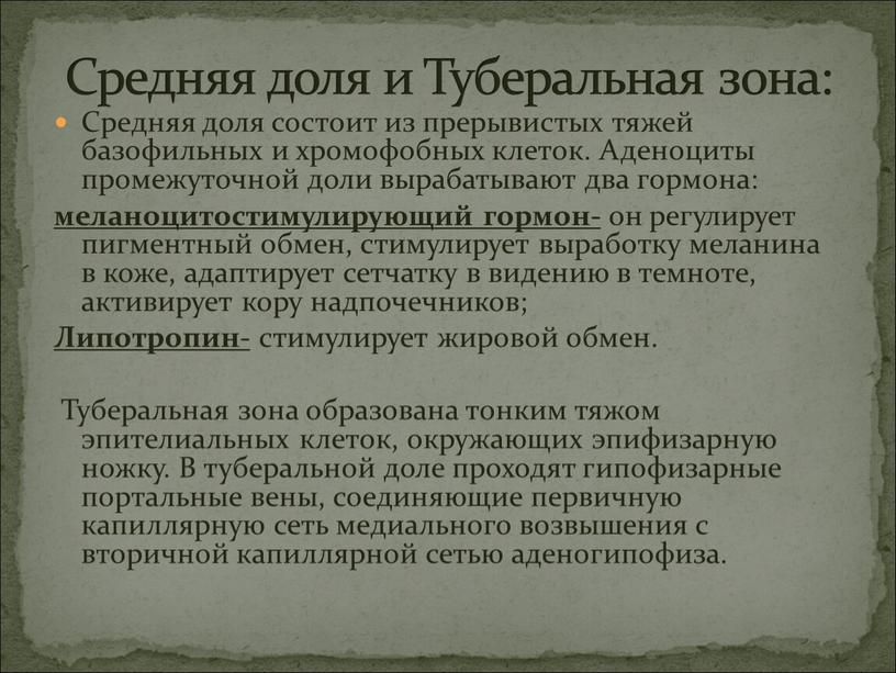 Средняя доля состоит из прерывистых тяжей базофильных и хромофобных клеток