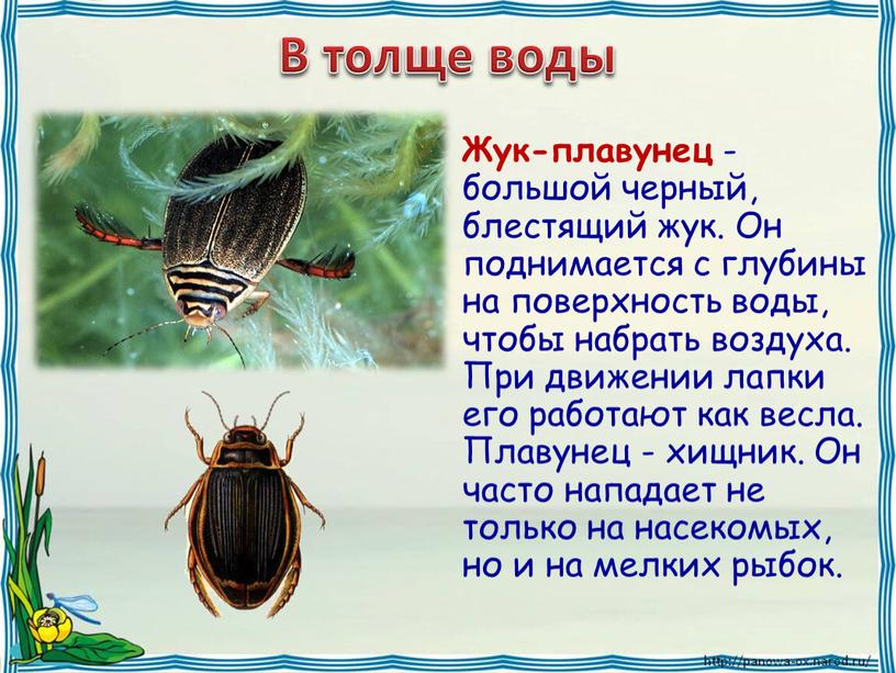 В толще воды Жук-плавунец - большой черный, блестящий жук