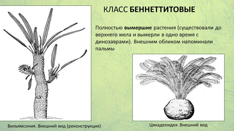 Полностью вымершие растения (существовали до верхнего мела и вымерли в одно время с динозаврами)