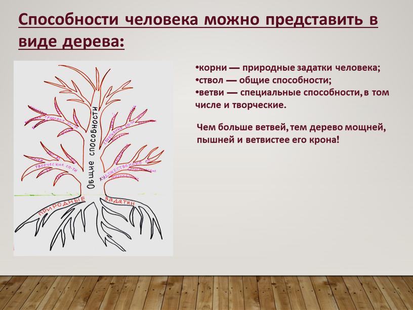 Способности человека можно представить в виде дерева: •корни — природные задатки человека; •ствол — общие способности; •ветви — специальные способности, в том числе и творческие