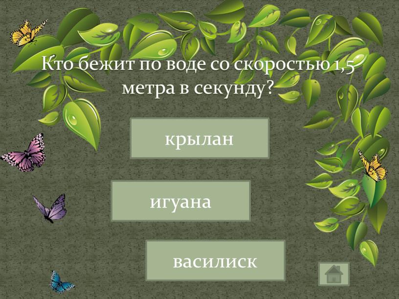 Кто бежит по воде со скоростью 1,5 метра в секунду? василиск крылан игуана