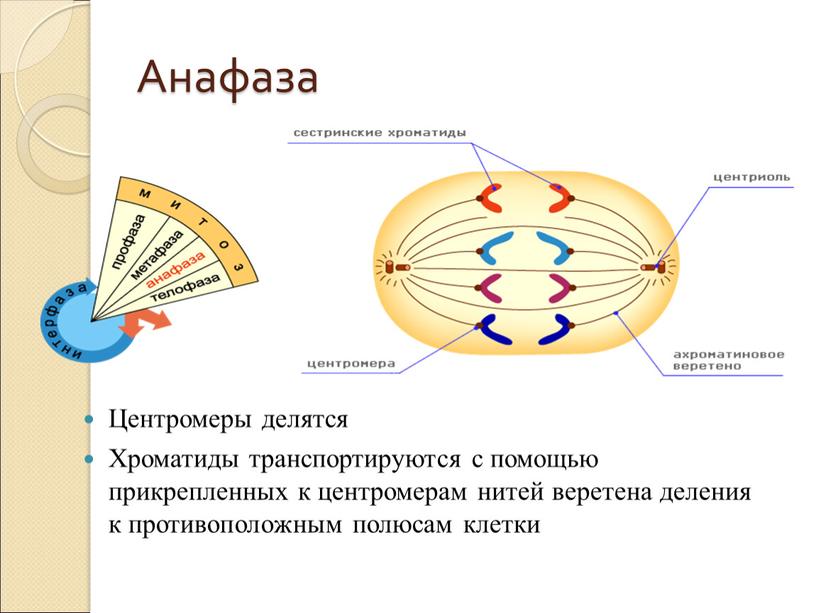 Анафаза Центромеры делятся Хроматиды транспортируются с помощью прикрепленных к центромерам нитей веретена деления к противоположным полюсам клетки