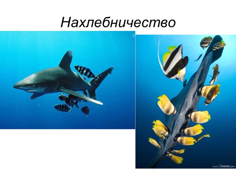 Нахлебничество