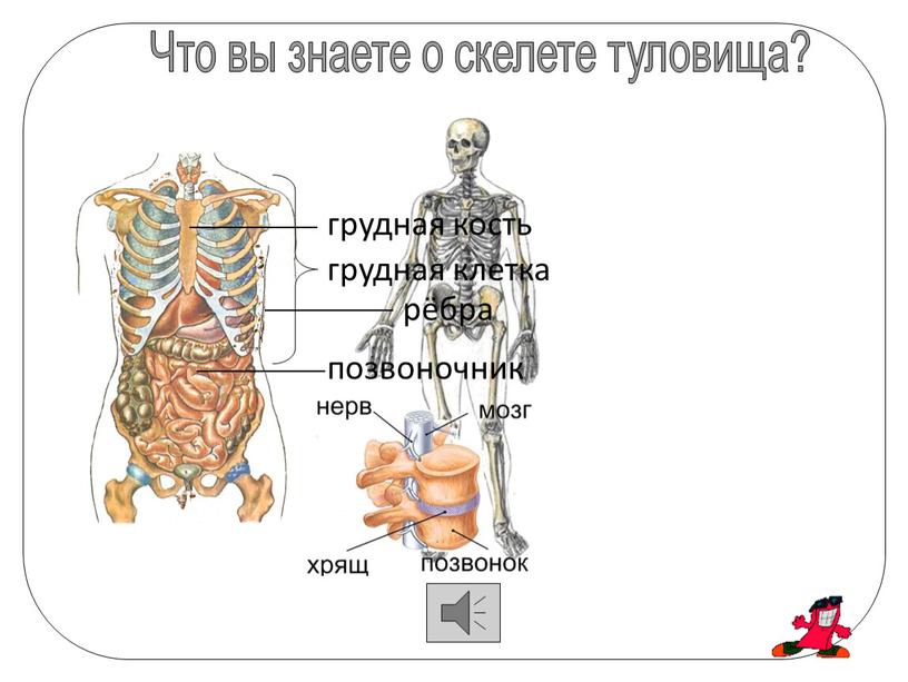 Что вы знаете о скелете туловища? позвоночник рёбра грудная кость грудная клетка