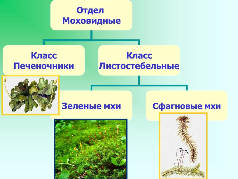 Презентация к уроку "Мхи"