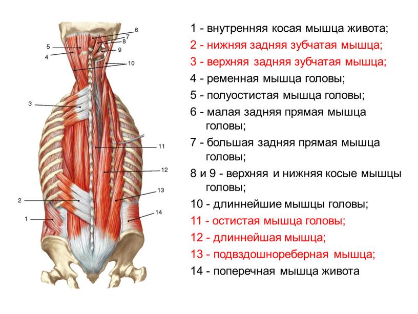 1 - внутренняя косая мышца живота; 2 - нижняя задняя зубчатая мышца; 3 - верхняя задняя зубчатая мышца; 4 - ременная мышца головы; 5 -…