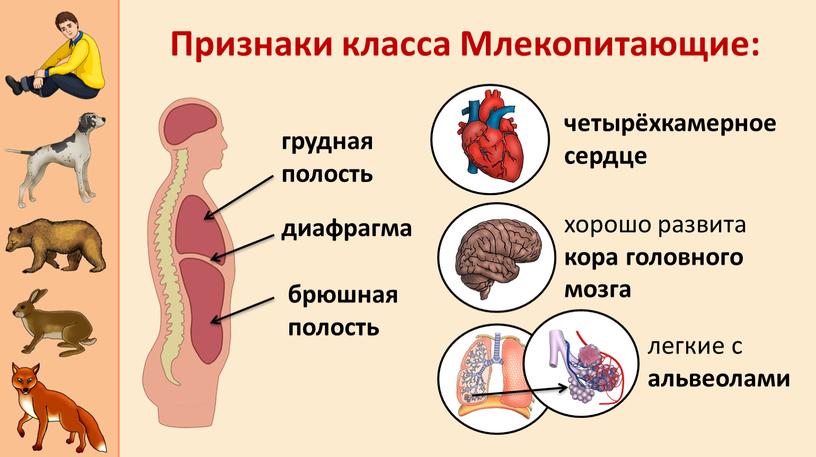 Признаки класса Млекопитающие: диафрагма грудная полость брюшная полость четырёхкамерное сердце хорошо развита кора головного мозга легкие с альвеолами