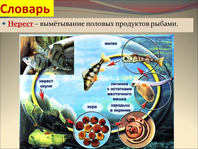 Словарь Нерест – вымётывание половых продуктов рыбами