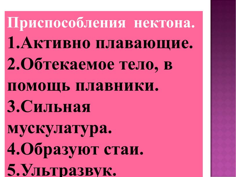 Приспособления нектона. Активно плавающие