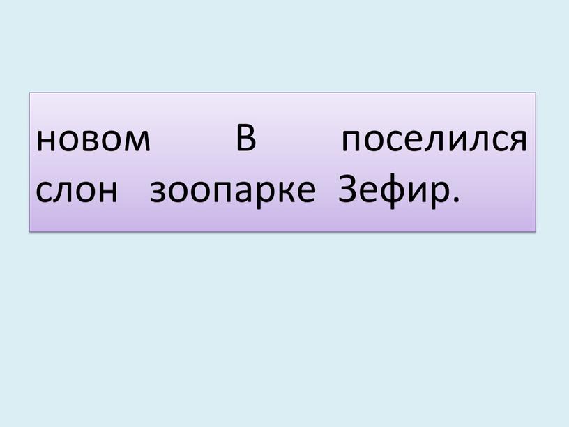 В поселился слон зоопарке