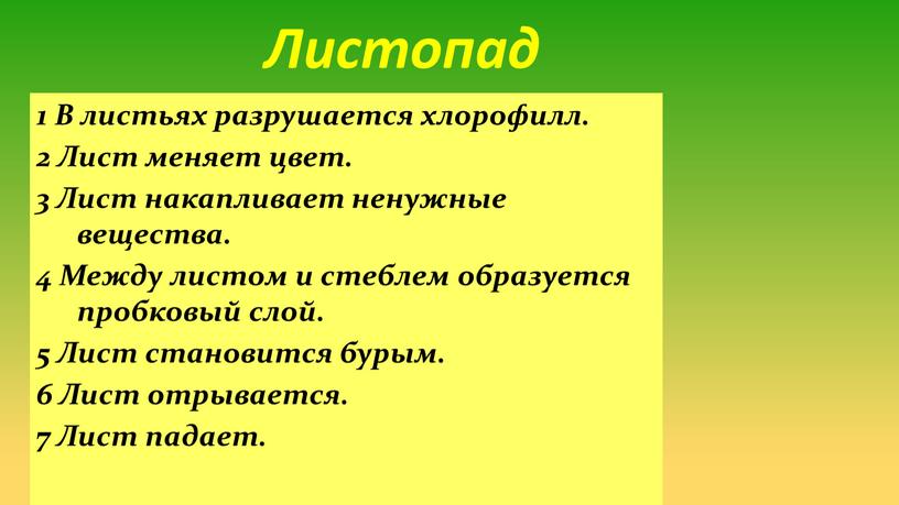 Листопад 1 В листьях разрушается хлорофилл