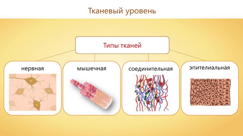 Тканевый уровень Типы тканей