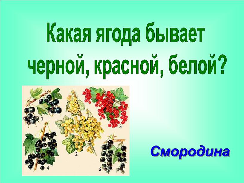 Какая ягода бывает черной, красной, белой?