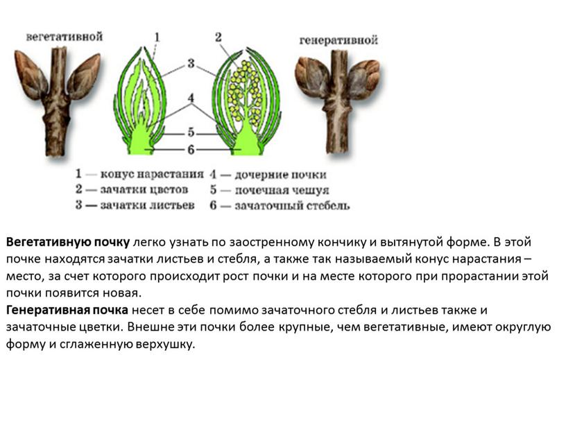 Вегетативную почку легко узнать по заостренному кончику и вытянутой форме