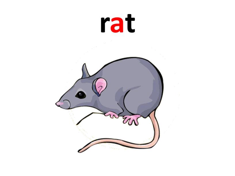 rat