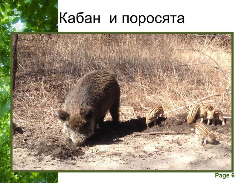 Кабан и поросята