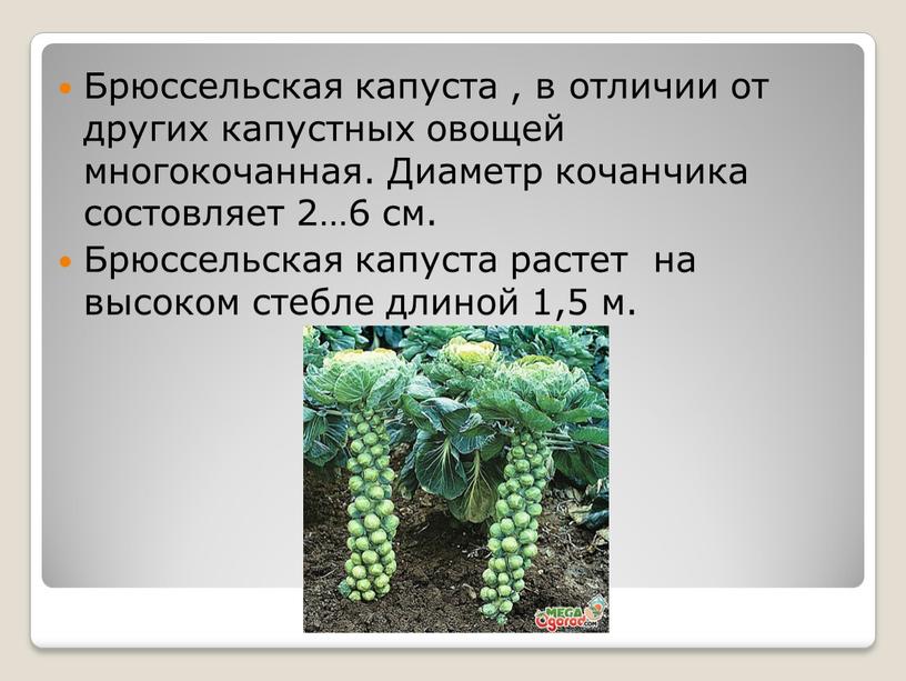 Брюссельская капуста , в отличии от других капустных овощей многокочанная