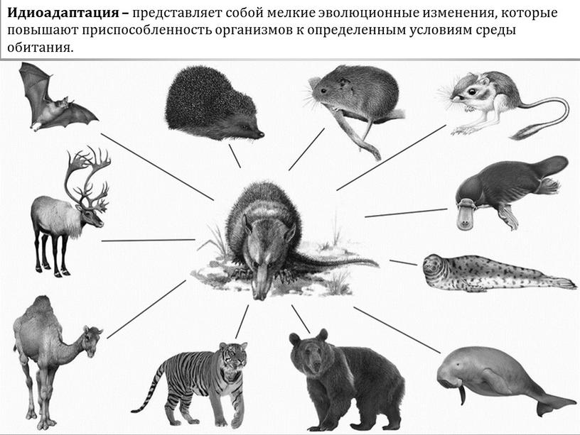 Идиоадаптация – представляет собой мелкие эволюционные изменения, которые повышают приспособленность организмов к определенным условиям среды обитания