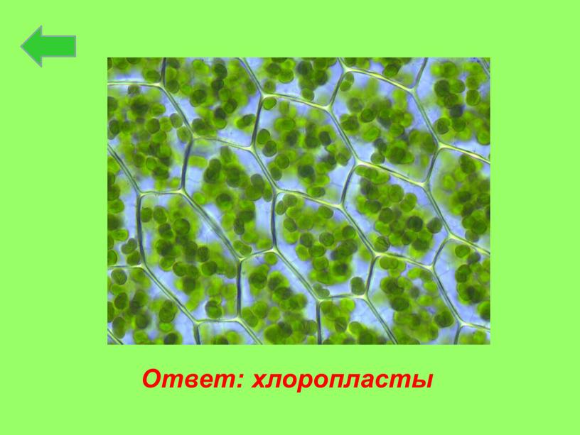 Ответ: хлоропласты