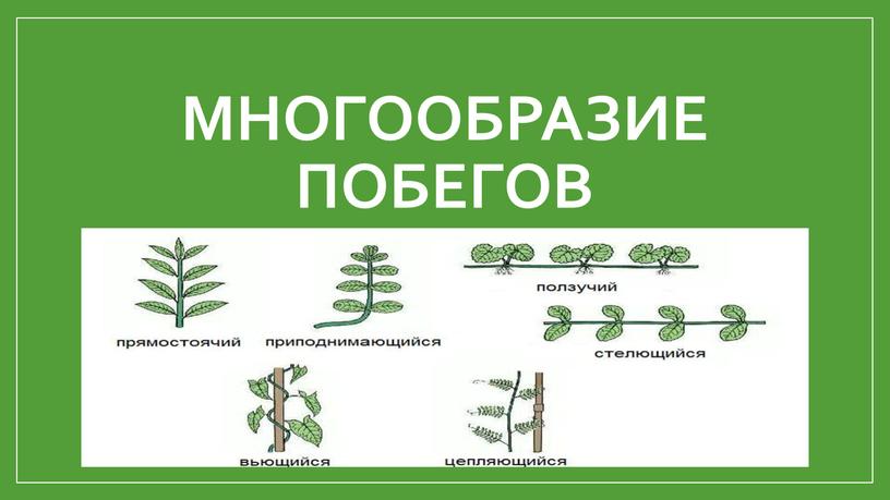 Многообразие побегов