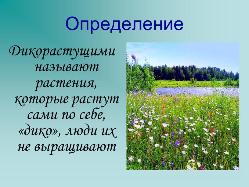 Определение Дикорастущими называют растения, которые растут сами по себе, «дико», люди их не выращивают