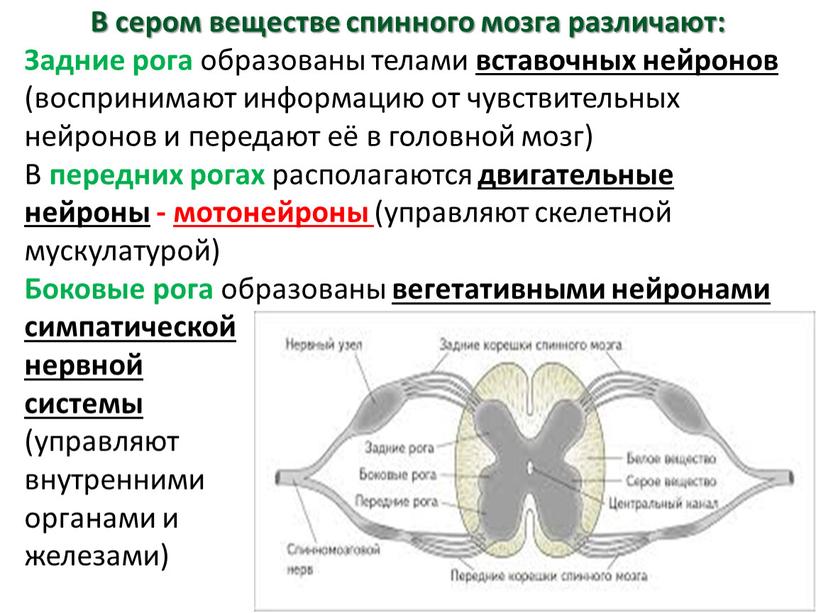 В сером веществе спинного мозга различают: