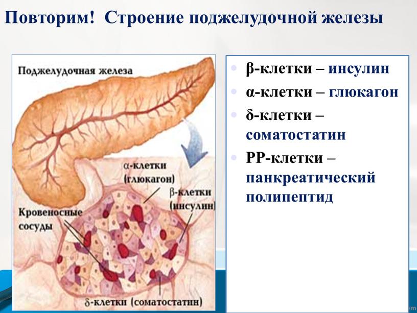 Повторим! Строение поджелудочной железы β-клетки – инсулин α-клетки – глюкагон δ-клетки – соматостатин