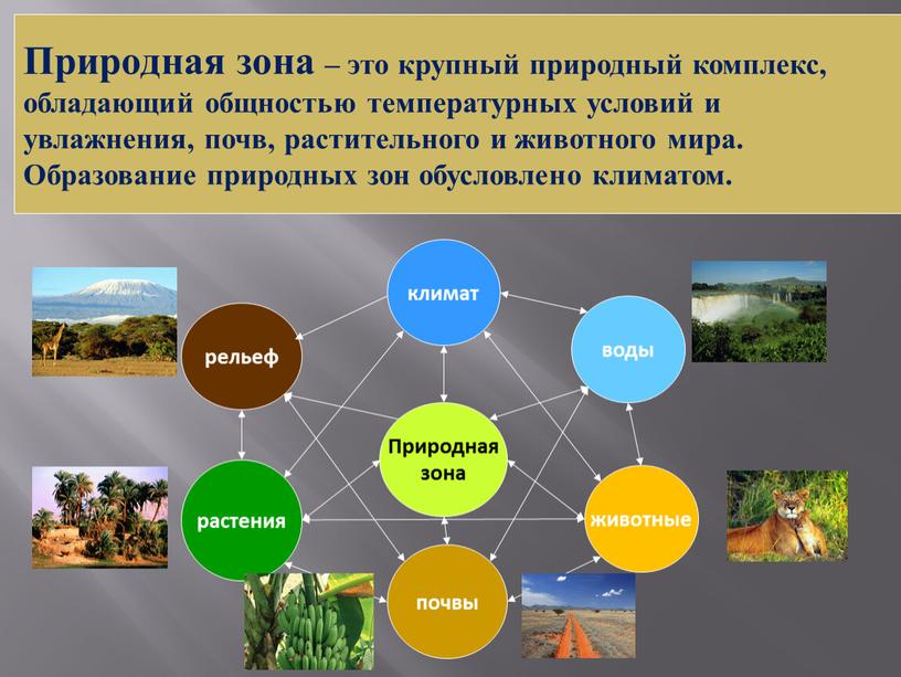 Природная зона – это крупный природный комплекс, обладающий общностью температурных условий и увлажнения, почв, растительного и животного мира