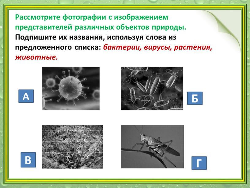 Рассмотрите фотографии с изображением представителей различных объектов природы